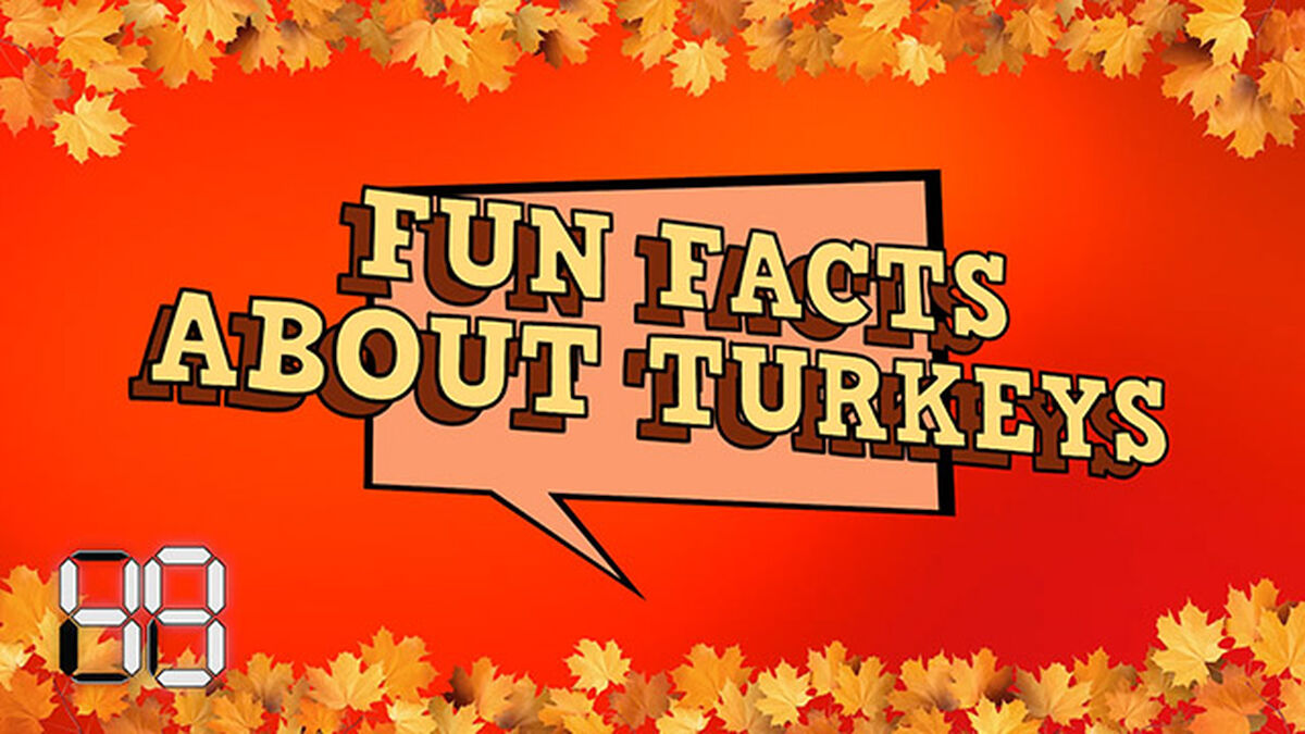 Off the Cuff: Thanksgiving image number null